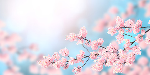 Horizontal spring banner with sakura flowers