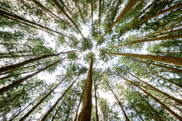 Pine Tree forest at Vagamon, Kerala, India