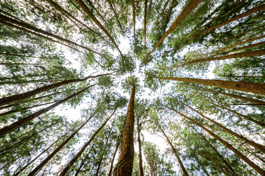 Pine Tree Forest At Vagamon, Kerala, India