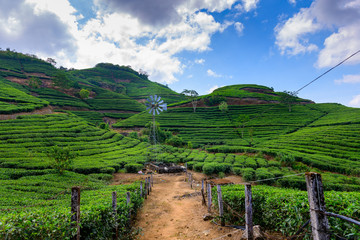 Beautiful view of tea plantations in Munnar, Kerala, India