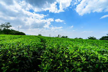 Beautiful view of tea plantation in Vagamon, Kerala, India.