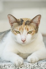 Fototapeta na wymiar Close up cute cat on cement floor