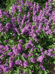 blooming spring lilac-violet inflorescences of lilac on a sunny day