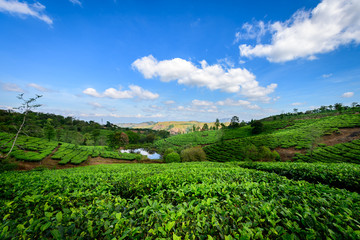 Beautiful view of tea plantation in Vagamon, Kerala, India.