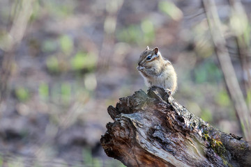 chipmunk on a tree