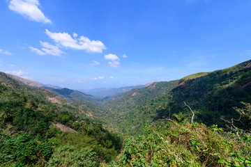 Fototapeta na wymiar Beautiful view of tea plantation in Vagamon, Kerala, India.