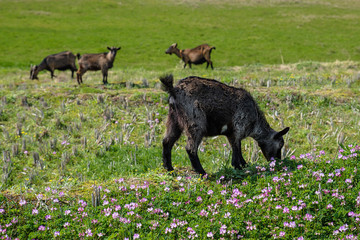 A lamb grazing on the grass
