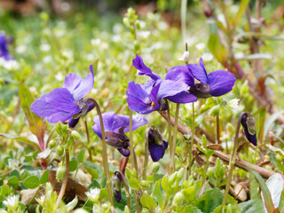 (Viola odorata) Violettes odorantes ou violette de mars aux fleurs à cinq pétales bleu violacé...