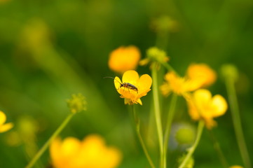 yellow flowers on green background of grass