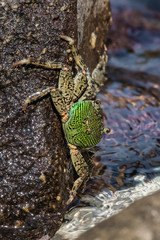 Green crab on a sheer wall