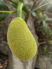jackfruit development stage, little jackfruit on jackfruit tree, close up shot of young jackfruits on a jack tree