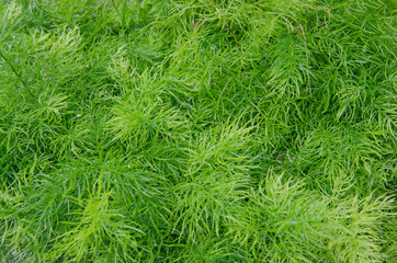 Beautiful fresh green leaves of asparagus fern top view