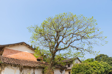 Blue sky and white clouds, the fields and trees in front of and behind the old houses in the...