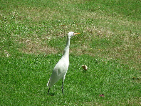 Yellow Billed Crane on Green Grassland
