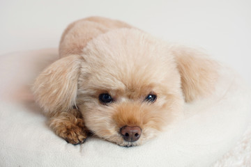 お疲れトイプードル