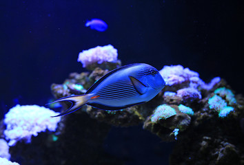 Naklejka na ściany i meble Sohal Tang (Acanthurus sohal) swimming in aquarium tank.