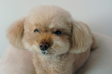 穏やかなトイプードル