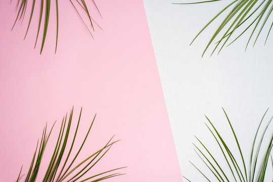 Frame of tropical palm leaves