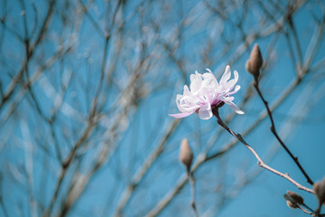紅コブシの花と青空