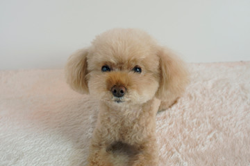 嬉しそうなトイプードル