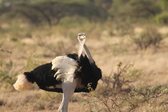 Ostrich with Feather in Mouth