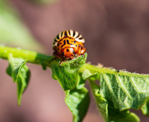 beetle pest on green potato sprouts