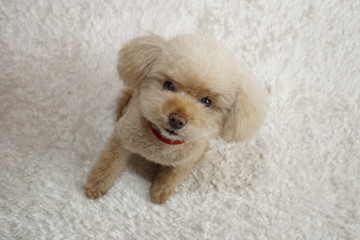 カメラ目線のトイプードル