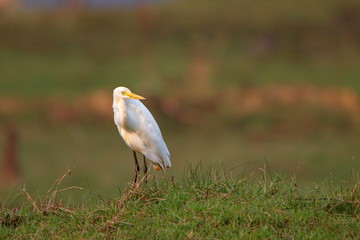 Egret