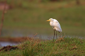 Obraz premium Egret