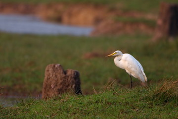 Egret