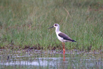 Bird at the water
