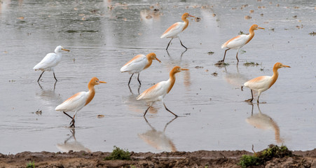 Cattle egret walking in the field