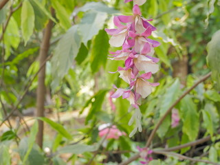 Obraz premium view of True indigo flower (Indigofera tinctoria) pink-white color blossom on branch in garden with nature blurred background.