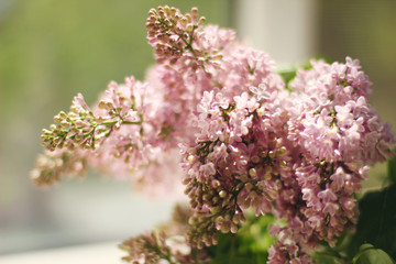  Spring background, branches of a blossoming lilac
