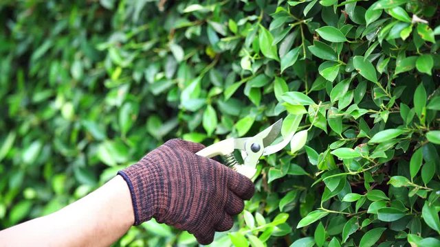 a man hand working in garden is pruning of ornamental trees at home in morning