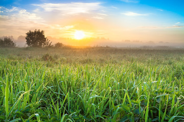 spring landscape with sunrise and meadow