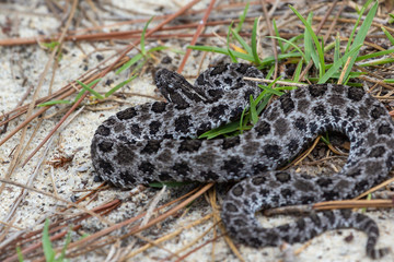 Zwergklapperschlange im Okaloosa County, Florida, USA