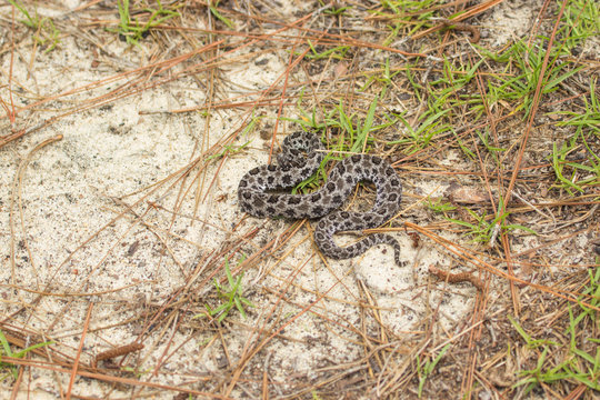 Zwergklapperschlange Im Okaloosa County, Florida, USA