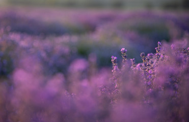 a close up of lavender flowers at sunset.