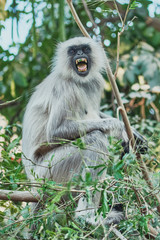 Obraz premium angry monkey