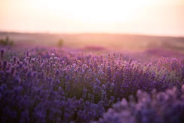 Rolgordijnen a close up of lavender flowers at sunset. © Adi