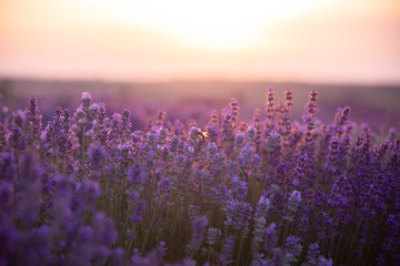 a close up of lavender flowers at sunset.