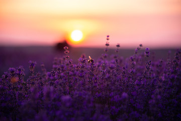 a close up of lavender flowers with a bee on them at sunset.