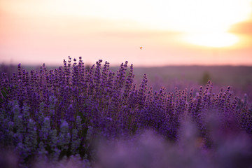 a close up of lavender flowers