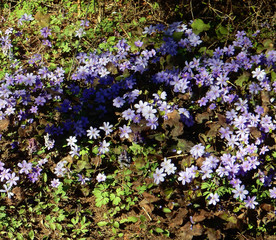 Obraz premium Delicate spring blue flowers of the Hepatica nobilis on a blurry background