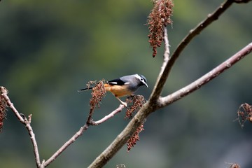 Fototapeta premium White-eared Sibia bird. (Heterophasia auricularis)
