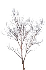 Fototapeta na wymiar silhouette of a tree isolated on white background