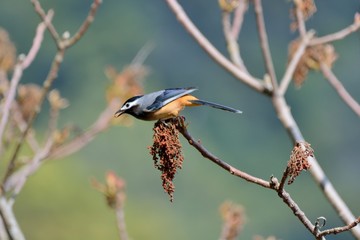 White-eared Sibia bird. (Heterophasia auricularis)
