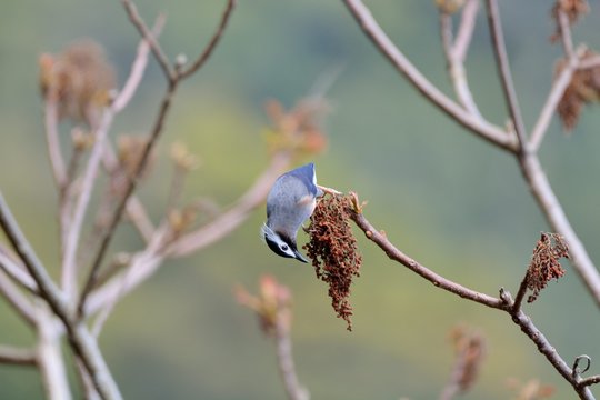 White-eared Sibia bird. (Heterophasia auricularis)