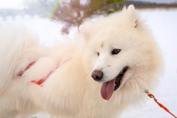 Parts of the face of a Siberian dog.happy muzzle Siberian husky. close up husky dog.The dog